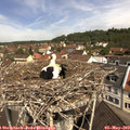11_05-nest.jpg