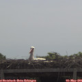 11_20-mast.jpg