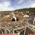 11_20-nest.jpg