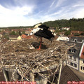 11_25-nest.jpg