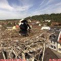 11_30-nest.jpg