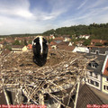 11_35-nest.jpg