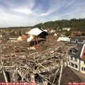 11_40-nest.jpg
