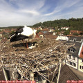 11_45-nest.jpg