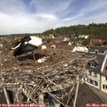 11_50-nest.jpg