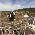 11_55-nest.jpg