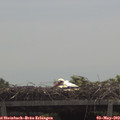 12_00-mast.jpg