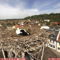 12_00-nest.jpg