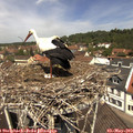 12_05-nest.jpg