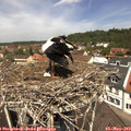 12_10-nest.jpg