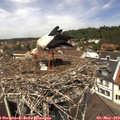 12_25-nest.jpg