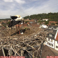 12_55-nest.jpg