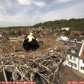 13_00-nest.jpg