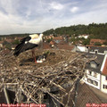 13_10-nest.jpg