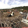 13_15-nest.jpg