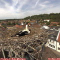 13_20-nest.jpg