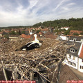 13_25-nest.jpg