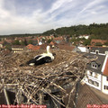 13_30-nest.jpg