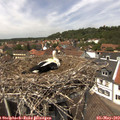13_35-nest.jpg