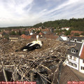 13_40-nest.jpg