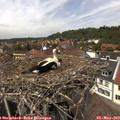 13_45-nest.jpg