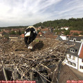 13_50-nest.jpg