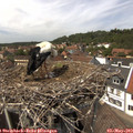 14_05-nest.jpg