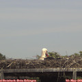 14_10-mast.jpg