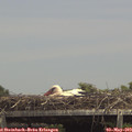 14_20-mast.jpg