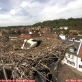 14_35-nest.jpg