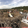 14_45-nest.jpg
