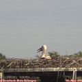 15_15-mast.jpg