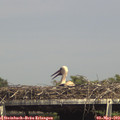 15_20-mast.jpg