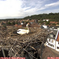 15_20-nest.jpg