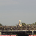 15_25-mast.jpg