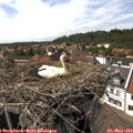 15_30-nest.jpg