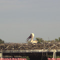 15_35-mast.jpg