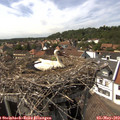 15_35-nest.jpg