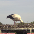 15_40-mast.jpg