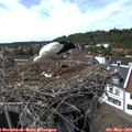 15_40-nest.jpg
