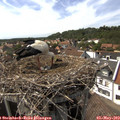 15_50-nest.jpg