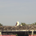 15_55-mast.jpg