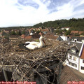 15_55-nest.jpg