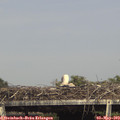 16_00-mast.jpg