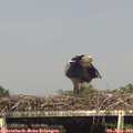 16_05-mast.jpg