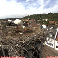 16_05-nest.jpg