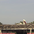 16_10-mast.jpg