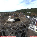 16_20-nest.jpg