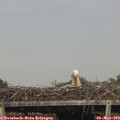 16_25-mast.jpg