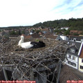 16_25-nest.jpg